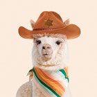 Alpaca met een cowboyhoed